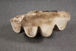 A Giant Clam (TRIDACNA GIGAS) half shell. L.70 W.44cm. 27 kg.