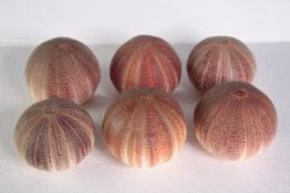A collection of six sea urchins. H.10 W.13 cm. (largest)