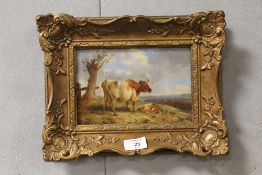 A GILT FRAMED OIL ON CARD OF A COW & CALF