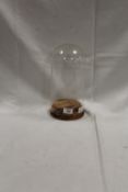 A GLASS DOME ON TURNED WOODEN STAND