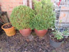 A PAIR OF LARGE PLANTERS WITH BUSHES WITH TWO SMALLER PLANTERS AND CONTENTS