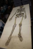 A FROHSE ANATOMICAL CHART