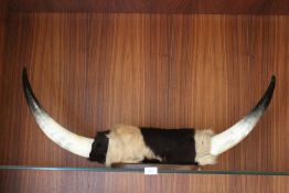 A LARGE MOUNTED SET OF COW HORNS