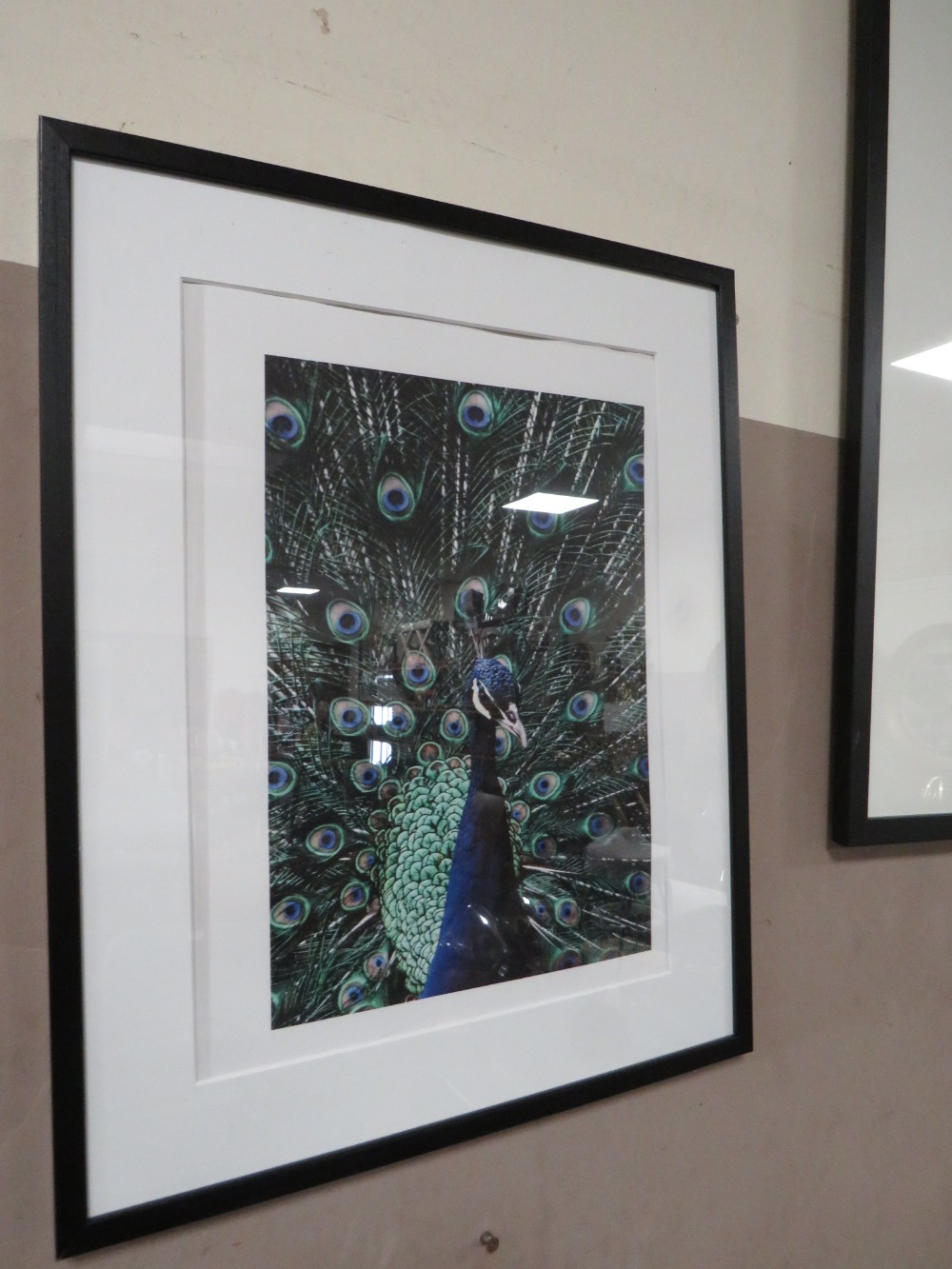 A MODERN FRAMED PEACOCK PICTURE WITH THREE FURTHER PEACOCK PICTURES (4) - Image 3 of 5
