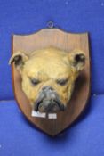 A TAXIDERMIE BULL-DOGS HEAD