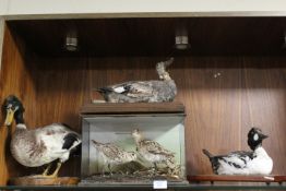 TAXIDERMY - THREE ASSORTED DUCKS ON PLINTHS, together with a partly cased pair of curlews? - all A/F