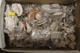 A SMALL BOX OF COLLECTABLE SHELLS