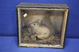 A CASED TAXIDERMY SQUIRREL
