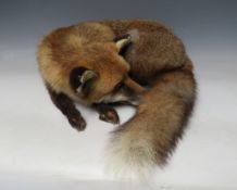 VICTORIAN TAXIDERMY - A CURLED FOX, W 43 cm