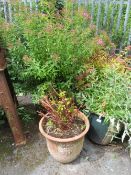 FOUR TERRACOTTA AND STONE PLANTERS WITH ASSORTED BUSHES / PLANTS