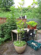 AN ESTABLISHED MAGNOLIA SHRUB IN PLANTER