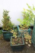 THREE GLAZED PLANTERS WITH SHRUBS INCLUDING CASTOR OIL PLANT (3)