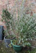 TWO LARGE SHRUBS IN PLASTIC PLANTERS