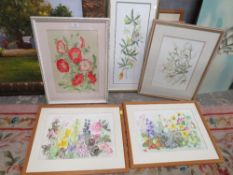 A COLLECTION OF FRAMED AND GLAZED BOTANICAL THEMED WATER COLOURS MANY SIGNED BY GRACE HUMBER IN