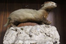 A TAXIDERMY STUDY OF A BADGER CUB
