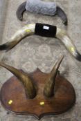 THREE VINTAGE BUFFALO / COW HORNS