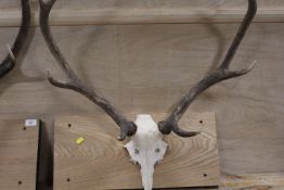 A LARGER SET OF ANTLERS MOUNTED ON WOOD