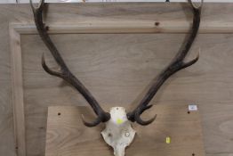 A SET OF ANTLERS MOUNTED ON WOOD