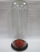 A TALL SLENDER GLASS DOME WITH EBONISED BASE, overall H 64 cm, base Dia. 26 cm