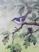 DAVID ALAN FINNEY (b.1961). Study of a pied wagtail in an oak tree, see verso, signed lower right,