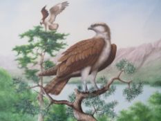 DAVID ALAN FINNEY (b.1961). Study of two ospreys, both perched in a tree, signed lower left,