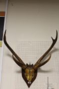 A VINTAGE MOUNTED SET OF ANTLERS