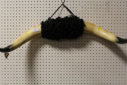 A SET OF VINTAGE COW HORNS