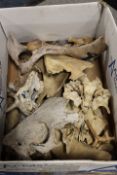 A TRAY OF ASSORTED ANIMAL BONES ETC