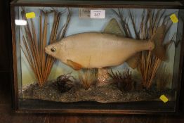 A GLASS CASED TAXIDERMY MODEL OF A ROACH IN NATURALISTIC SETTING