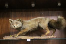 A TAXIDERMY FOX