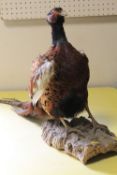 TAXIDERMY PHEASANT