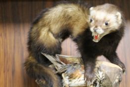 A TAXIDERMY POLECAT