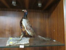 A TAXIDERMY PHEASANT