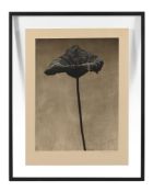λ JOHN STEWART (BRITISH 1919-2017), LOTUS BLOSSOM, 1995