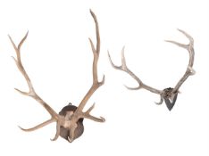 Y TWO RED DEER ANTLER WALL MOUNTS