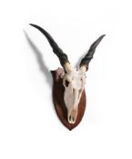 Y AN ATELOPE SKULL MOUNT