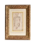 ITALIAN SCHOOL (PROBABLY 16TH CENTURY), ANATOMICAL STUDY OF A MALE TORSO