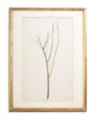 JOHN RUSKIN (ENGLISH 1819-1900), STUDY OF A SAPLING BRANCH