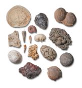 A GROUP OF FOSSILS AND GEOLOGICAL FRAGMENTS