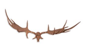 A PAIR OF ‘IRISH ELK’ OR GIANT DEER ANTLERS IN PART PLEISTOCENE PERIOD, CIRCA 10,500BC TO 8,000BC