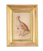 FRANK PATON (BRITISH 1855-1909), PARTRIDGE, A STUDY
