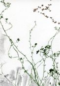 Melanie Goemans, Free as the air (1), 2023