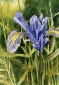 David Woodall, Home Grown Orchid, 2023