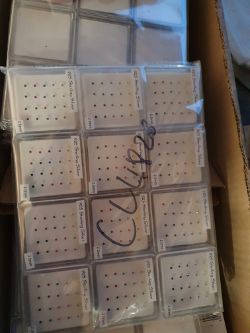 Ear rings approximately 300 box no 252