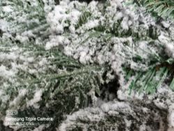 (L58) - 1 PALLET CONTAINING APPROX 20 MICOZY CHRISTMAS TREES SNOW EFFECT