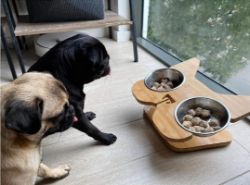 NIBBLEYPETS ELEVATED PET DOG BOWL FEEDER RRP £102 PET SHOPS BREEDERS FRENCHIES BULLYS