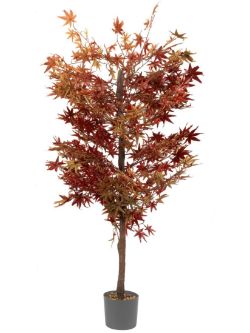 RED ACER TREE 120 CM RRP £65