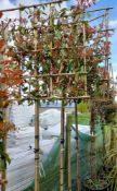 3 x Red Robin ¾ Pleached trees (clear stem, 20 lit