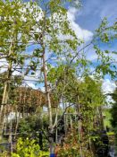 1 x Betula Pendula (14-16cm girth, 4m tall), locat