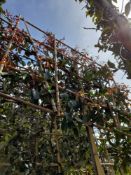 2 x Red Robin Standard Pleached trees (8-10cm girt